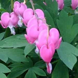 Meet your Posher, Deedra